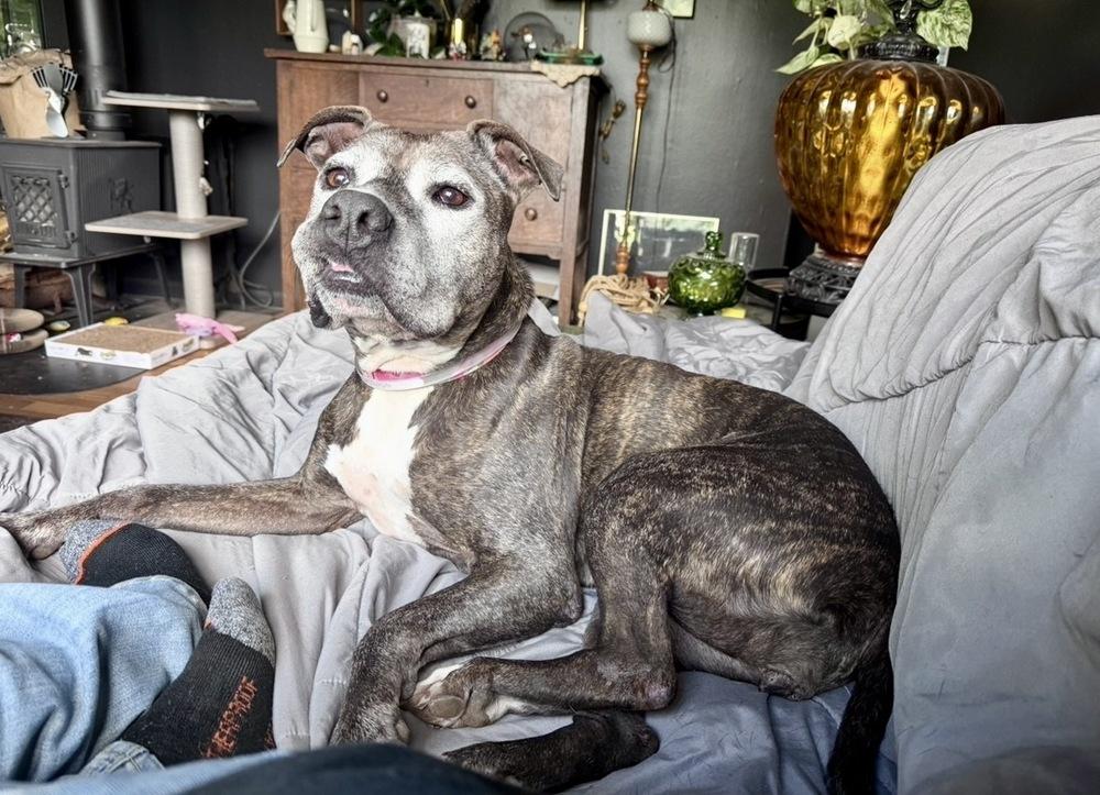 Zelda, a Adoptable mixed breed in Portland, OR image 3/6