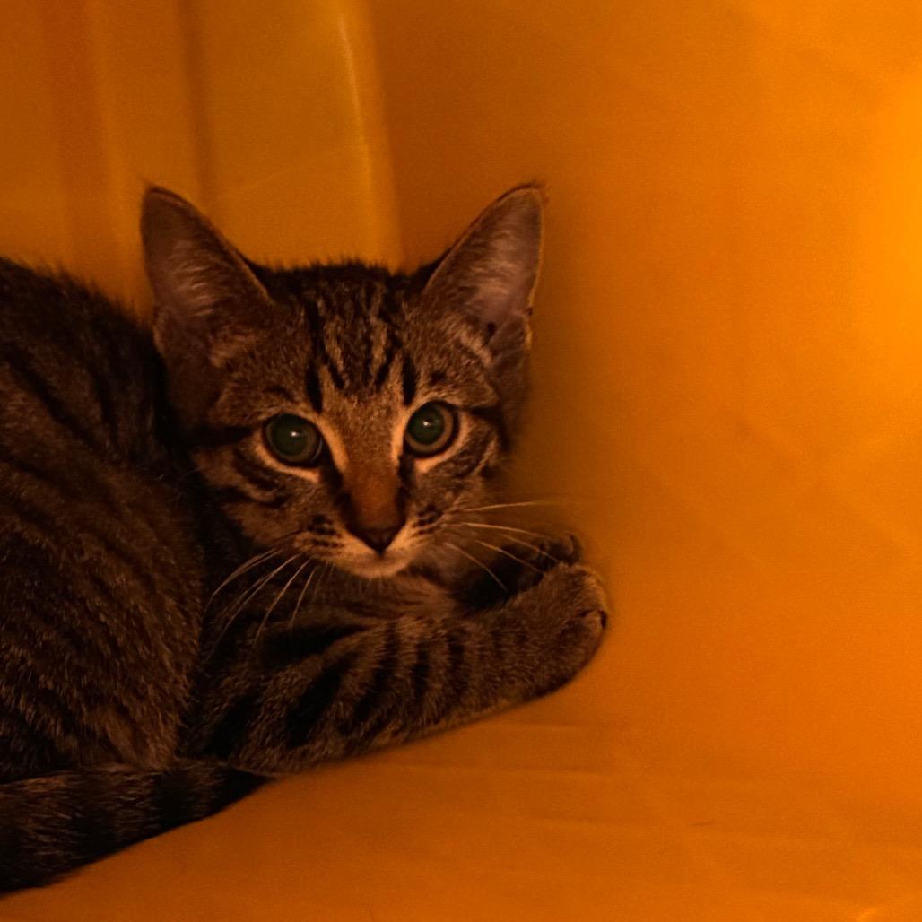 Enlarge Samwise, a Adoptable Domestic Short Hair in Manhattan, KS image 1/1