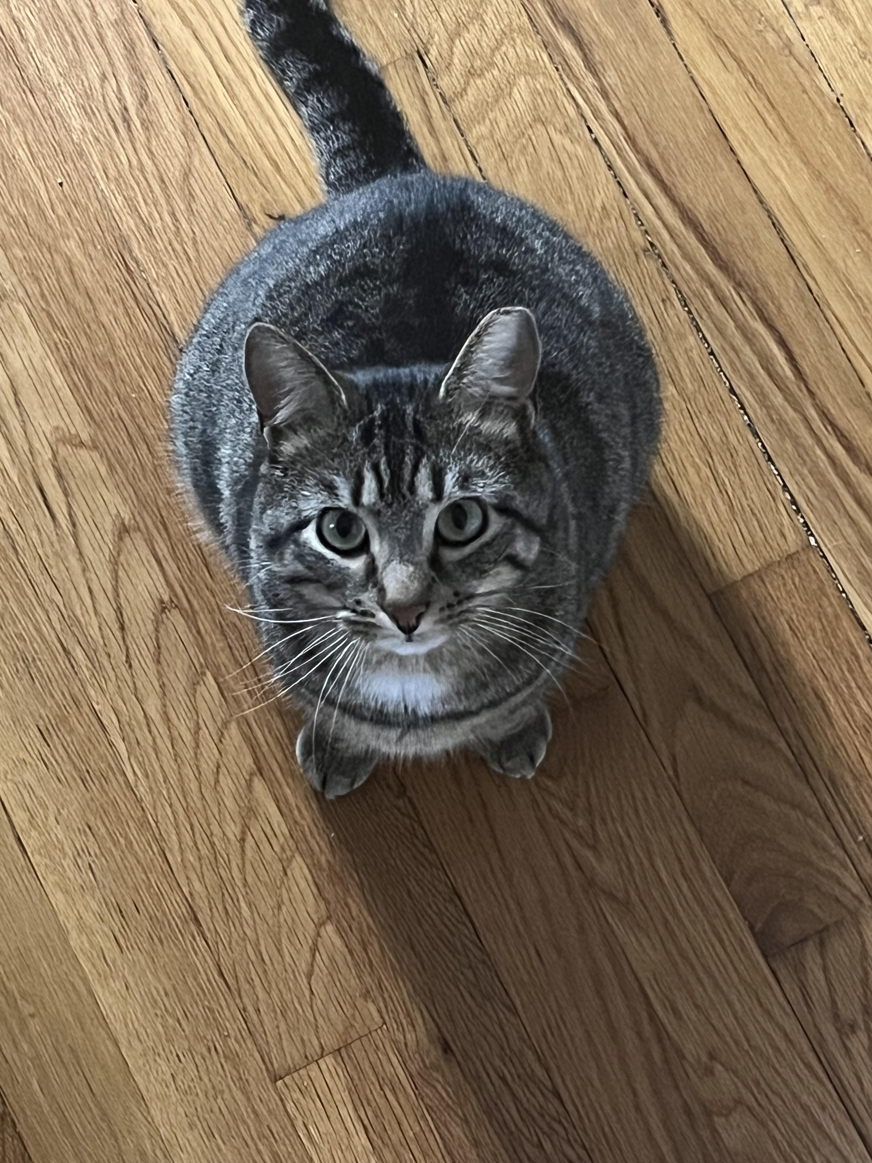 Abril, an adoptable Domestic Short Hair in Waltham, MA, 02454 | Photo Image 3