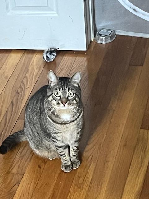 Abril, an adoptable Domestic Short Hair in Waltham, MA, 02454 | Photo Image 2