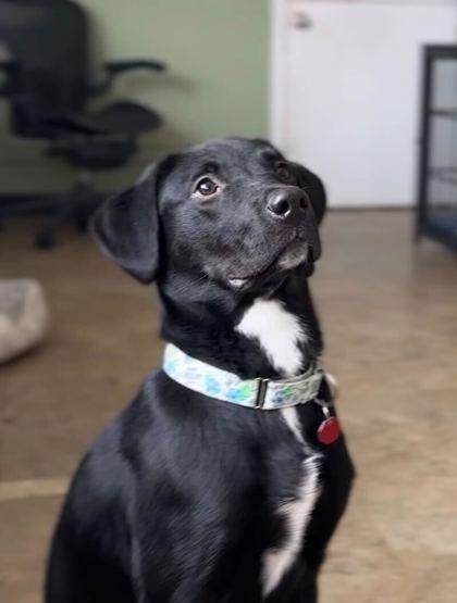 Enlarge Licorice, a Adoptable mixed breed in Chicago, IL image 1/2