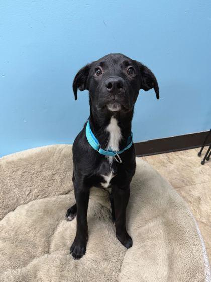 Enlarge Licorice, a Adoptable mixed breed in Chicago, IL image 1/2