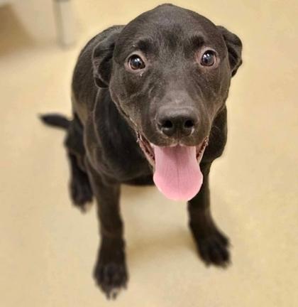 Enlarge Licorice, a Adoptable mixed breed in Chicago, IL image 2/2