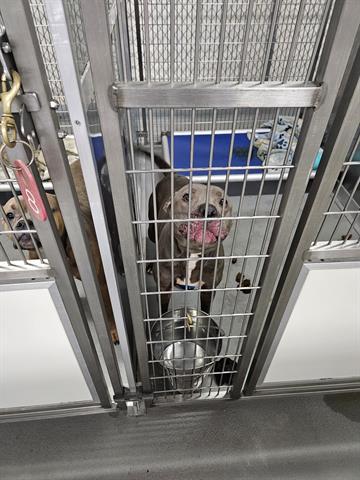 Enlarge FRITO, a Adoptable Pit Bull Terrier in Norfolk, VA image 1/1