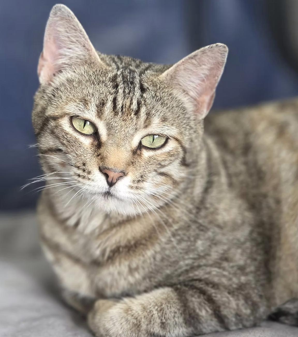 Lemonade, Adoptable, Young Female Domestic Short Hair.
