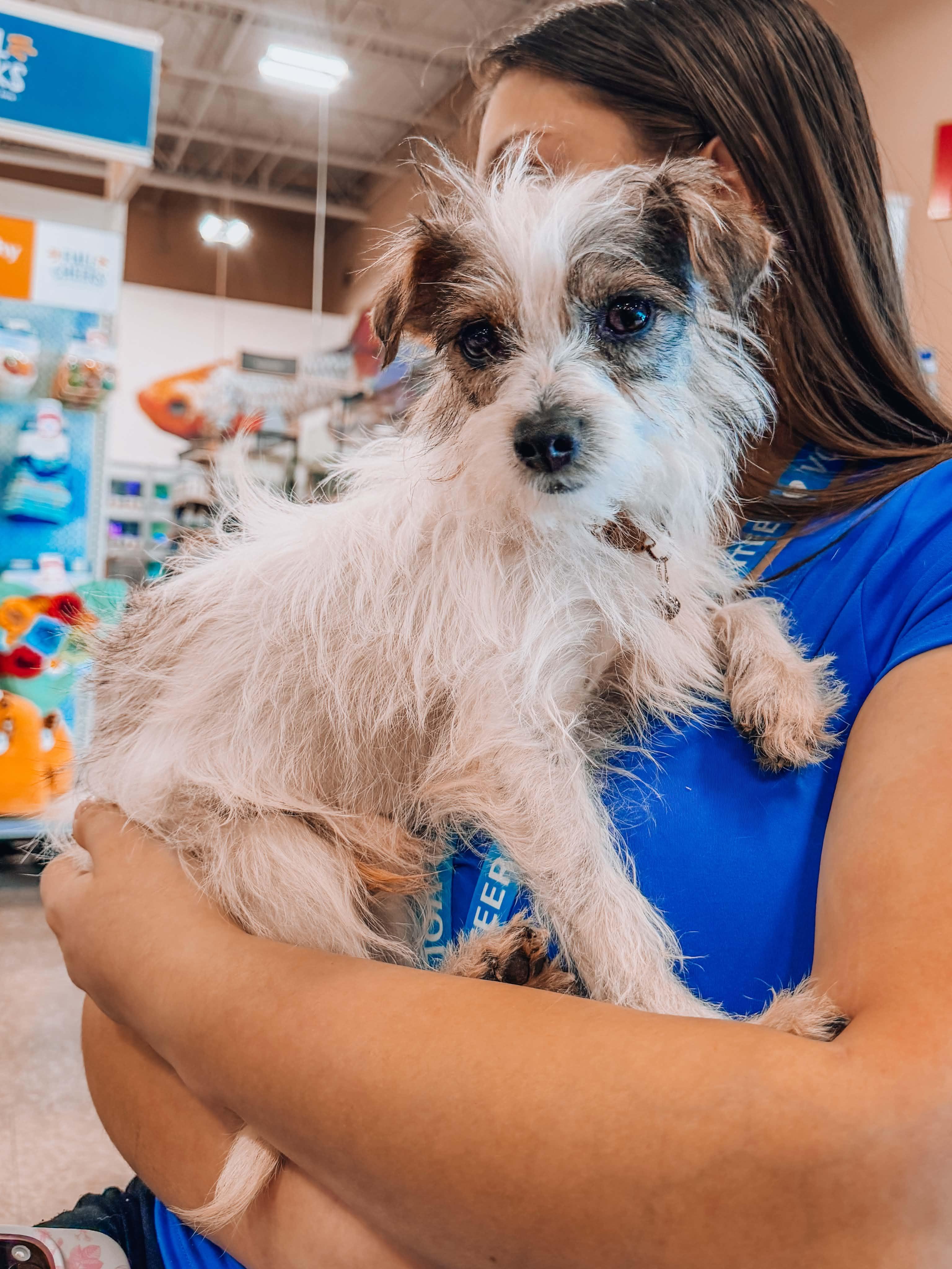 Samson, Adoptable, Young Male Parson Russell Terrier.
