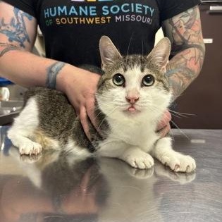Enlarge Barney, a Adoptable Domestic Short Hair in Springfield, MO image 2/3
