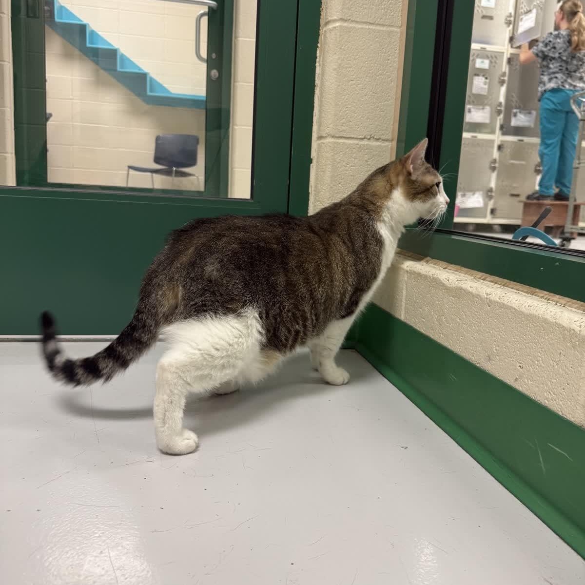 Enlarge Barney, a Adoptable Domestic Short Hair in Springfield, MO image 3/3