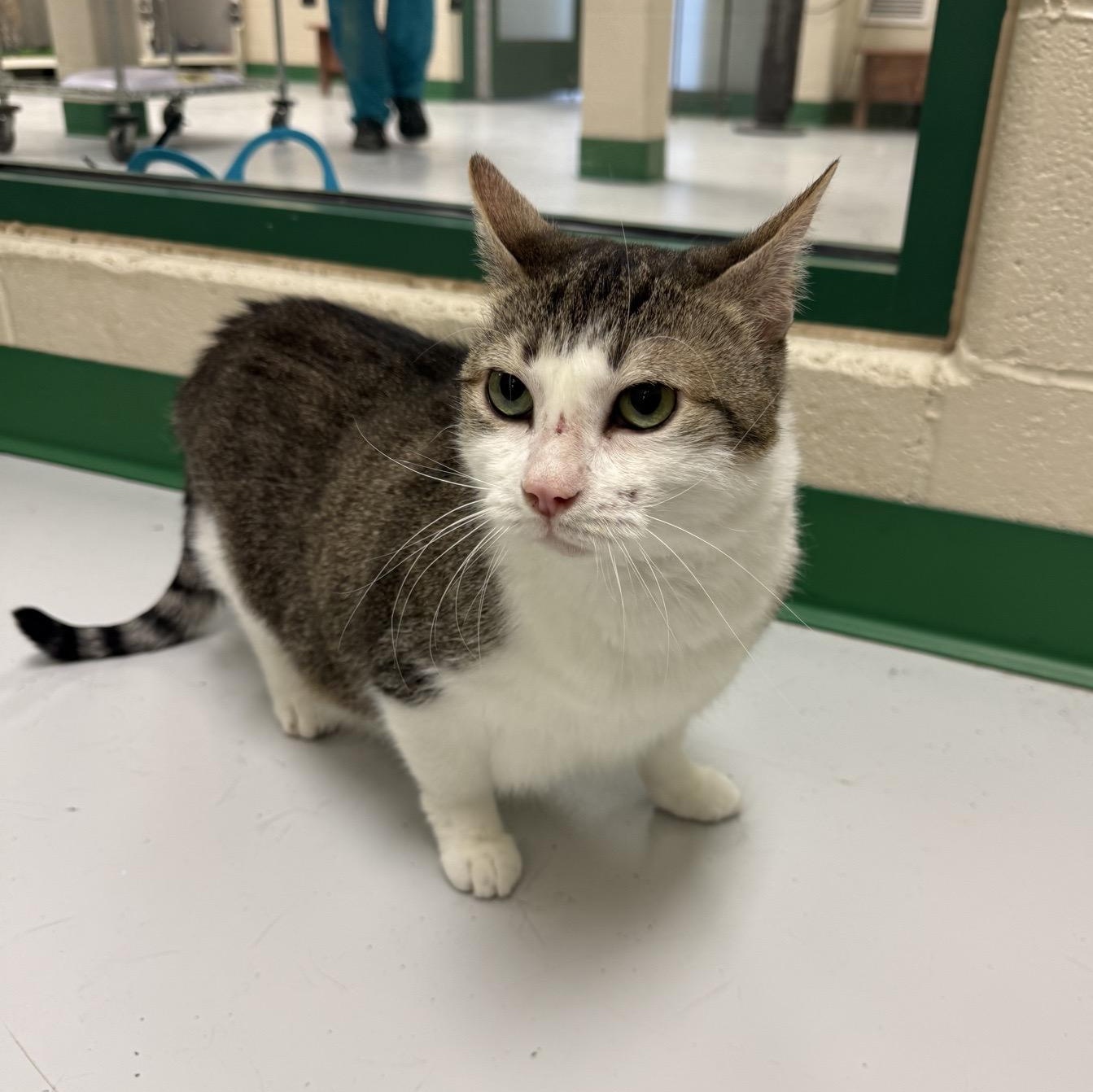 Enlarge Barney, a Adoptable Domestic Short Hair in Springfield, MO image 1/3