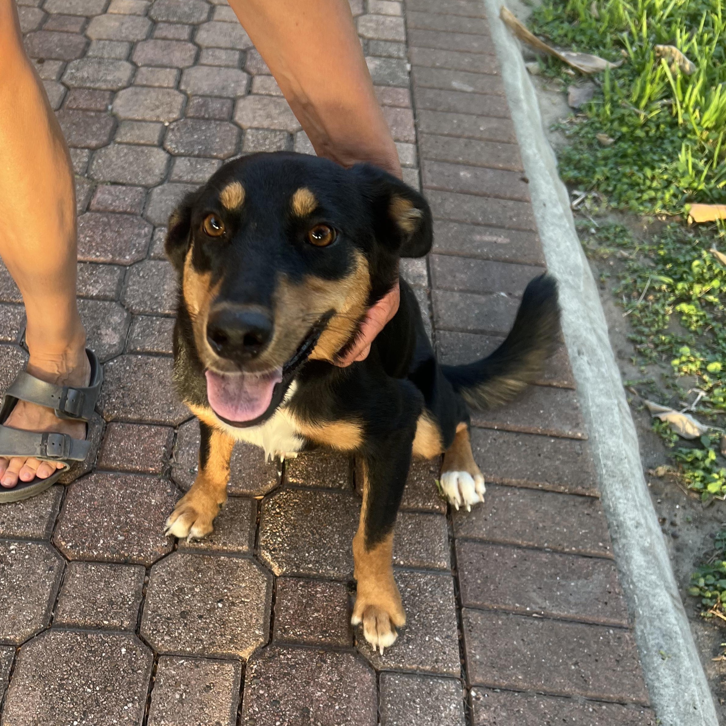 Auggie, Adoptable, Young Female Rottweiler & Australian Shepherd.