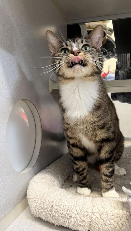 Vaughn, Adoptable, Adult Male Domestic Short Hair & Domestic Short Hair.