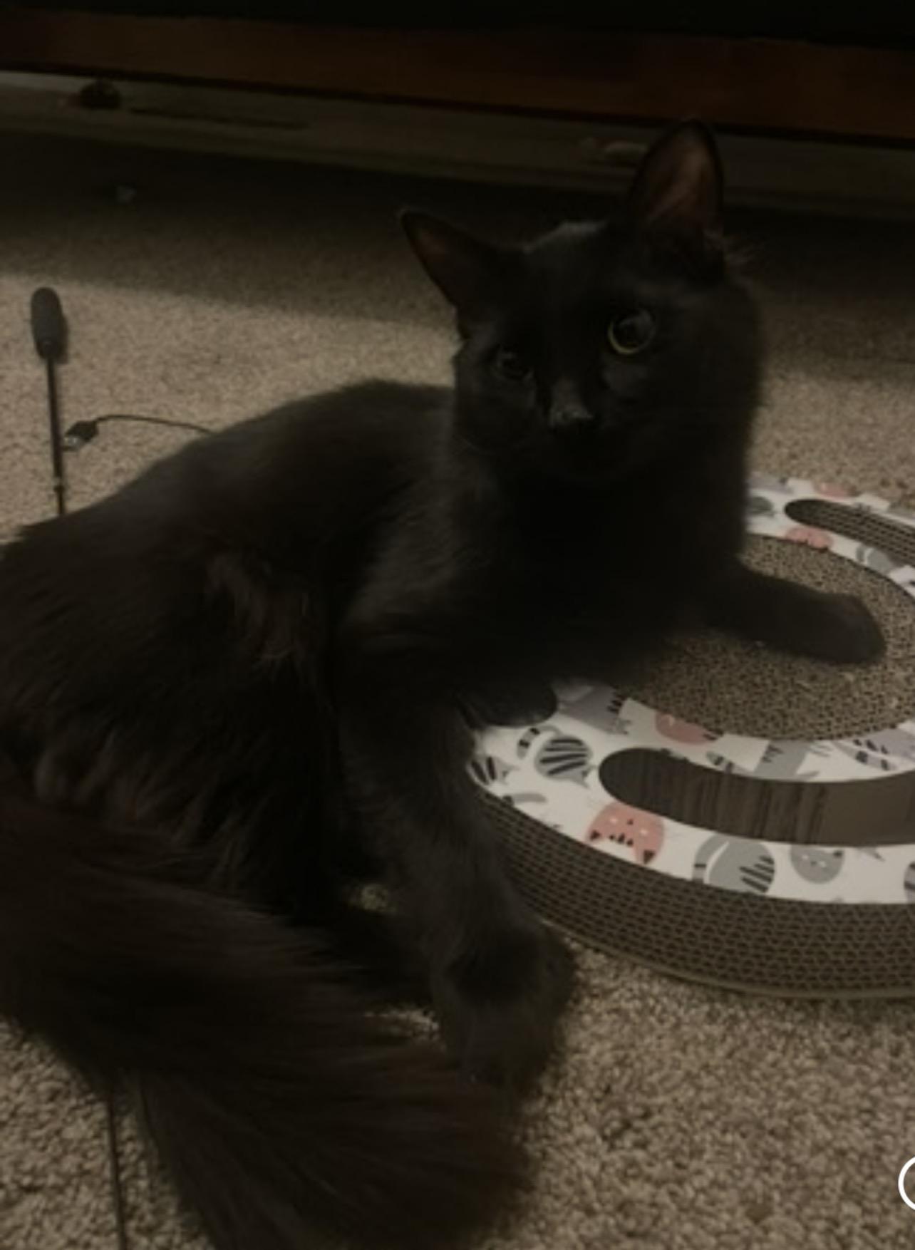 Quaker, Adoptable, Young Male Domestic Short Hair.