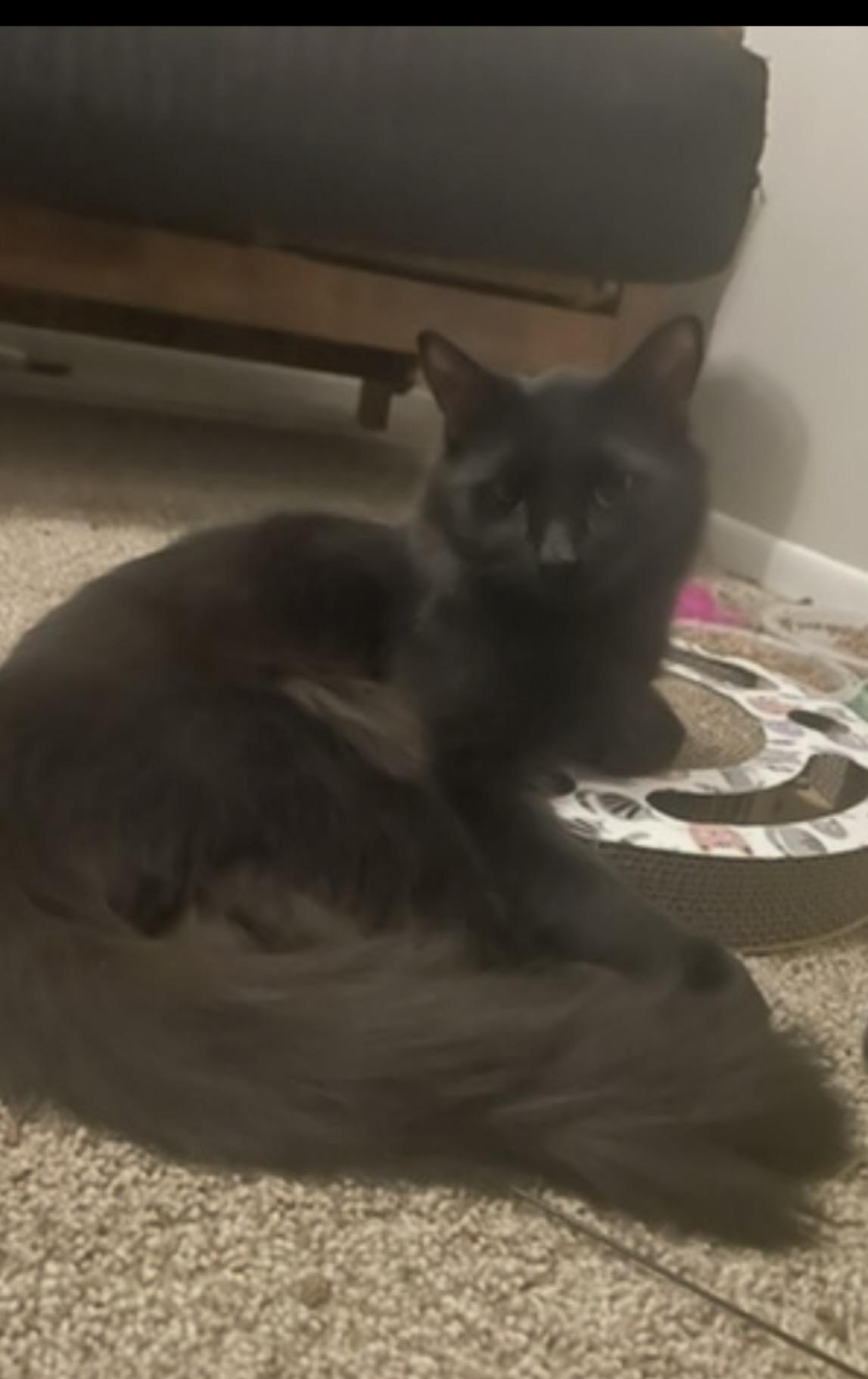 Enlarge Quaker, a Adoptable mixed breed in Lockport, IL image 3/4