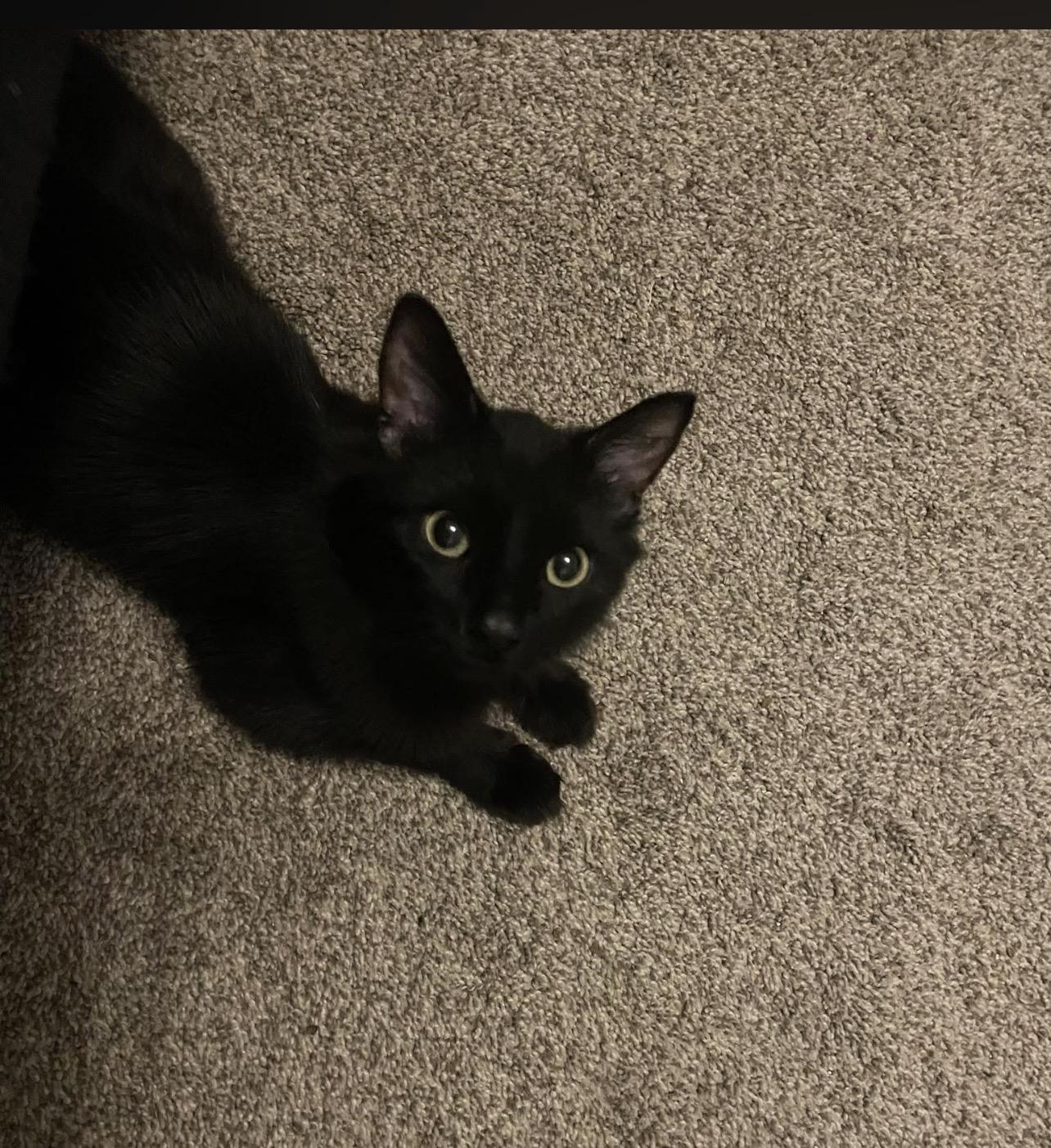 Enlarge Quaker, a Adoptable mixed breed in Lockport, IL image 4/4