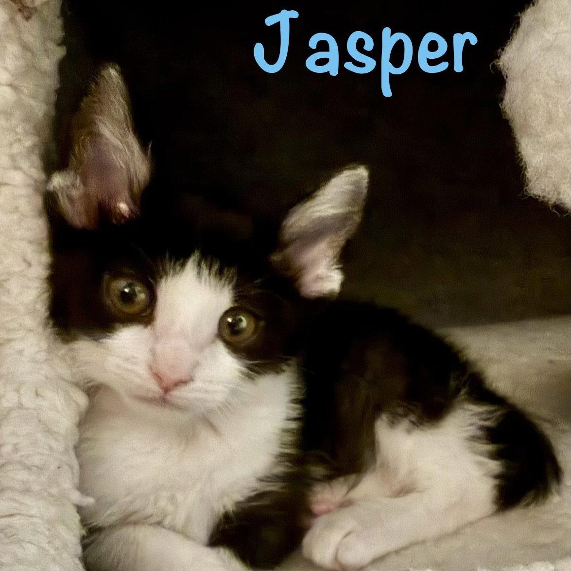 Jasper, Adoptable, Kitten Male Domestic Short Hair.