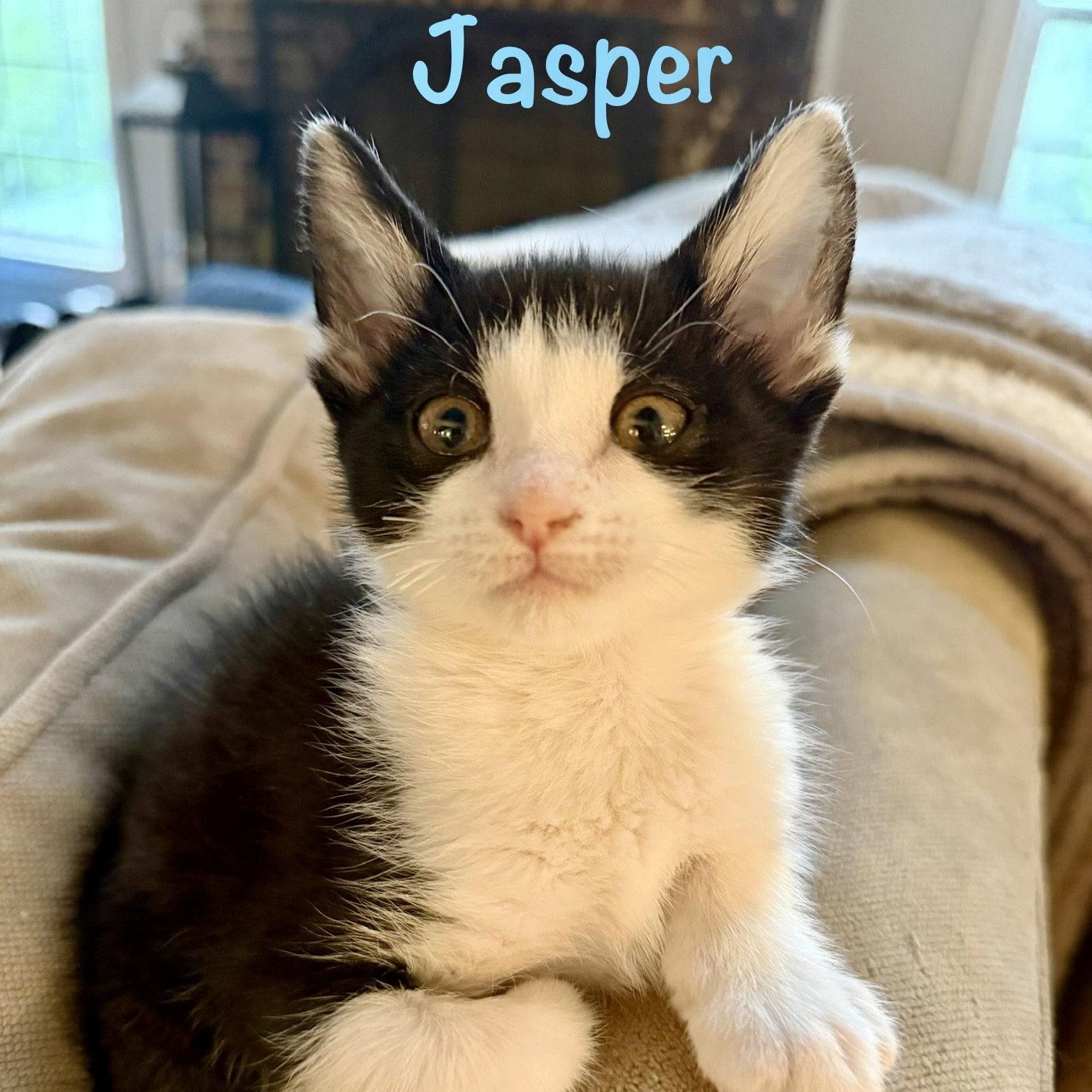 Jasper, Adoptable, Kitten Male Domestic Short Hair.