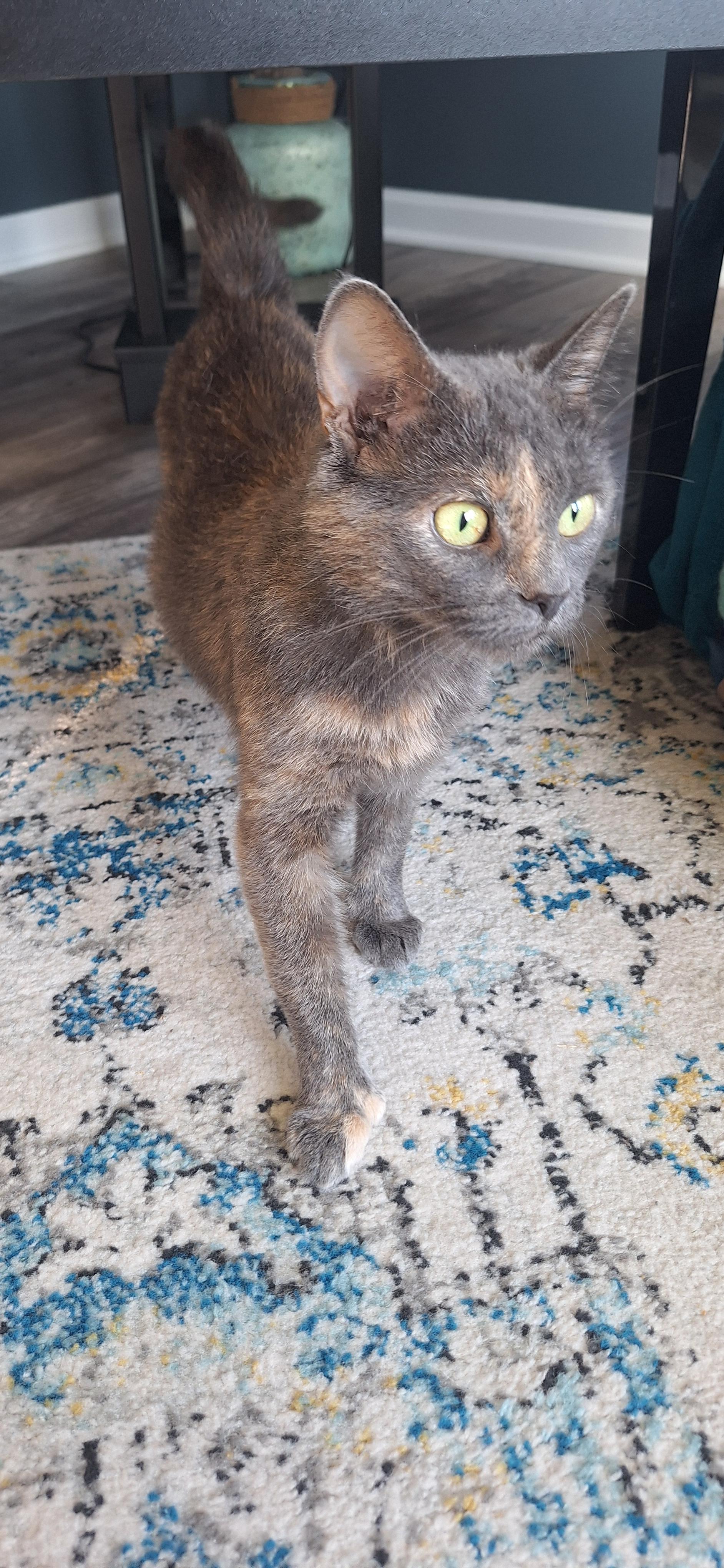 Poly, a Adoptable Domestic Short Hair in BUTLER, PA image 2/3