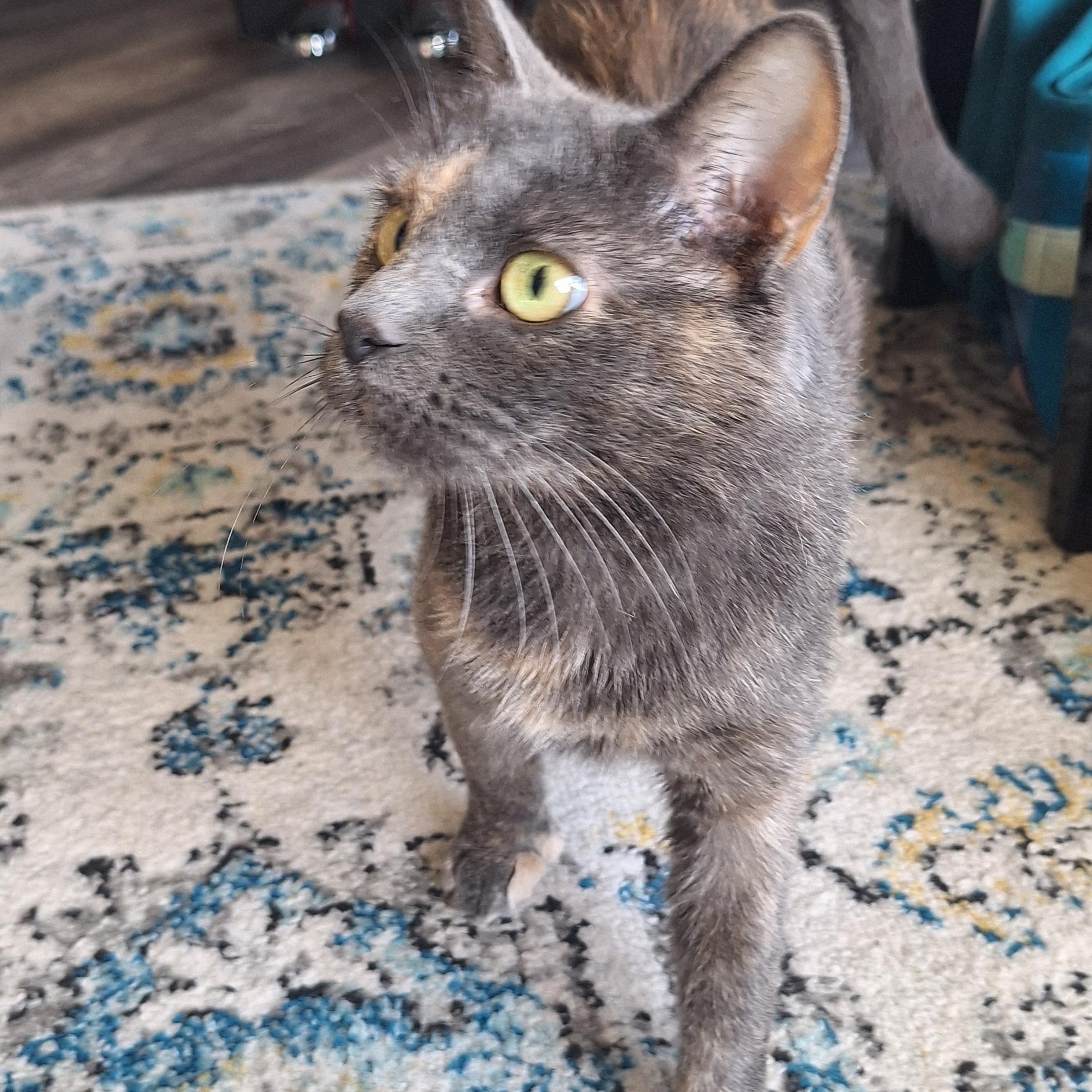 Poly, a Adoptable Domestic Short Hair in BUTLER, PA image 1/3