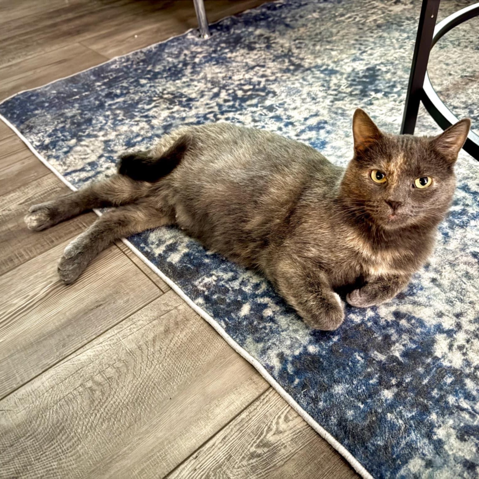 Poly, Adoptable, Adult Female Domestic Short Hair.