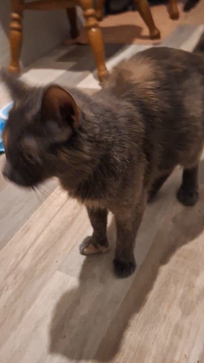 Enlarge Poly, a Adoptable Domestic Short Hair in BUTLER, PA video 3/3