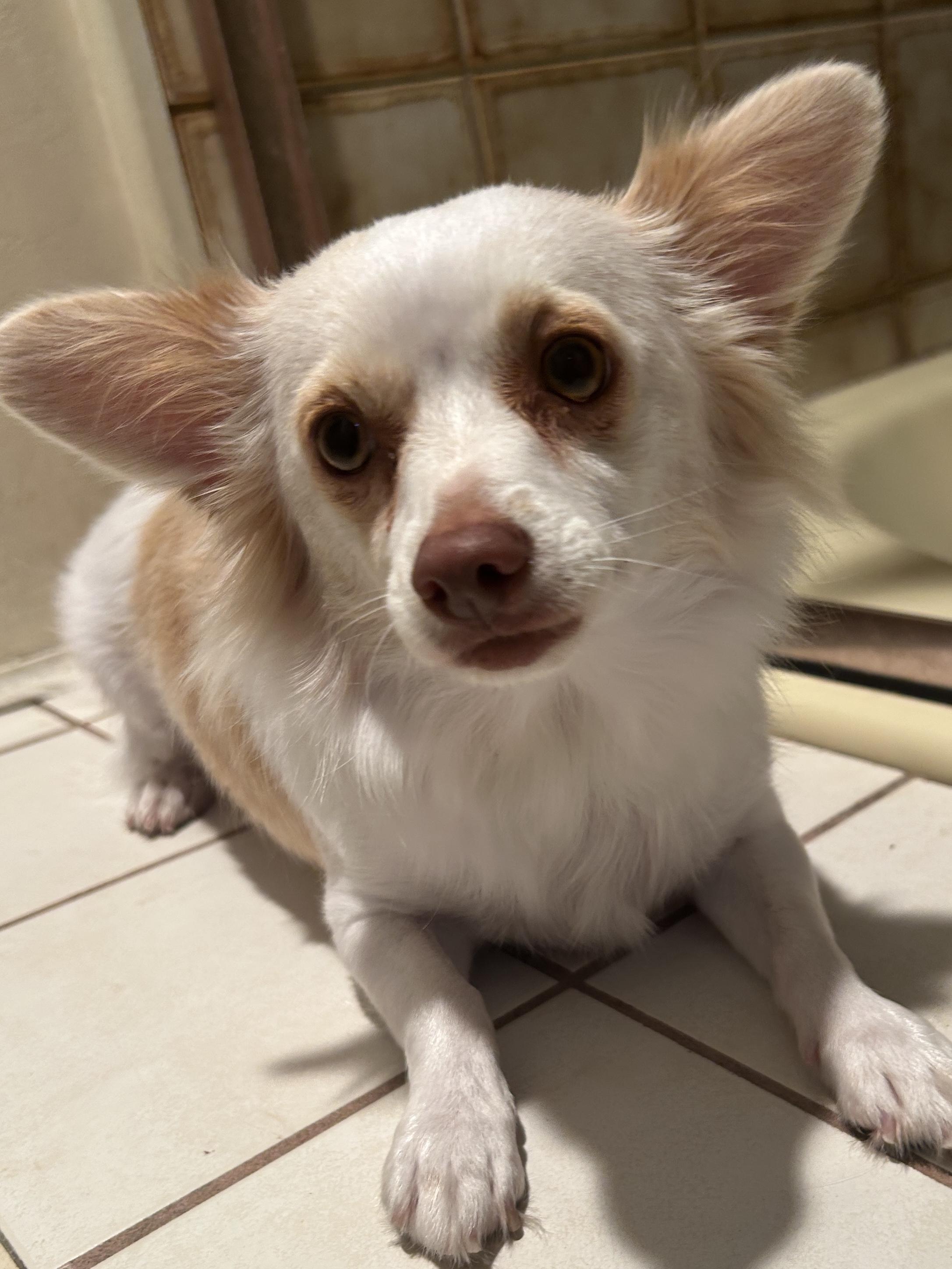 PIPPA, a ADOPTABLE mixed breed in El Cajon, CA image 6/6