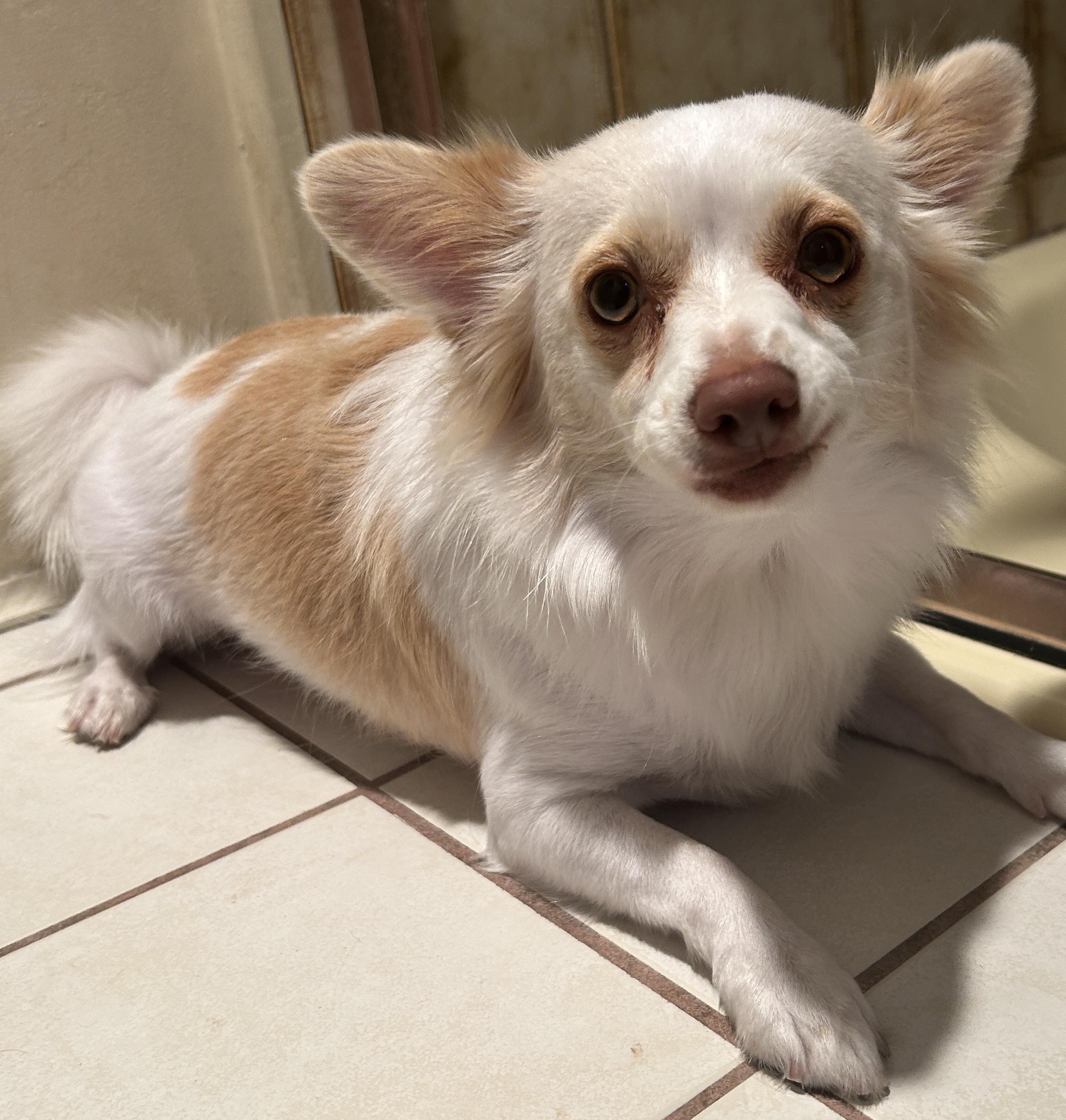 PIPPA, a ADOPTABLE mixed breed in El Cajon, CA image 1/6
