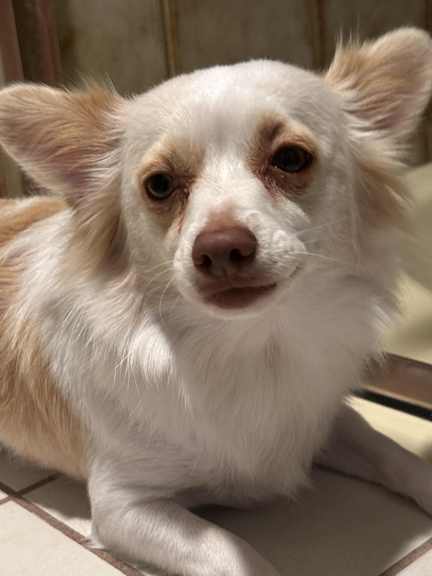 PIPPA, a ADOPTABLE mixed breed in El Cajon, CA image 5/6