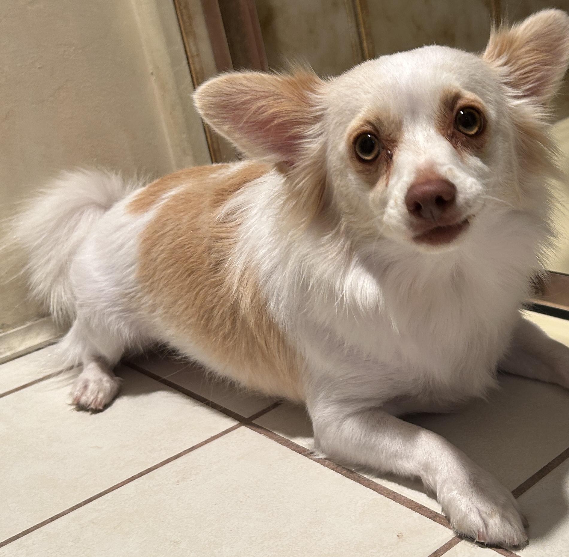 PIPPA, a ADOPTABLE mixed breed in El Cajon, CA image 3/6
