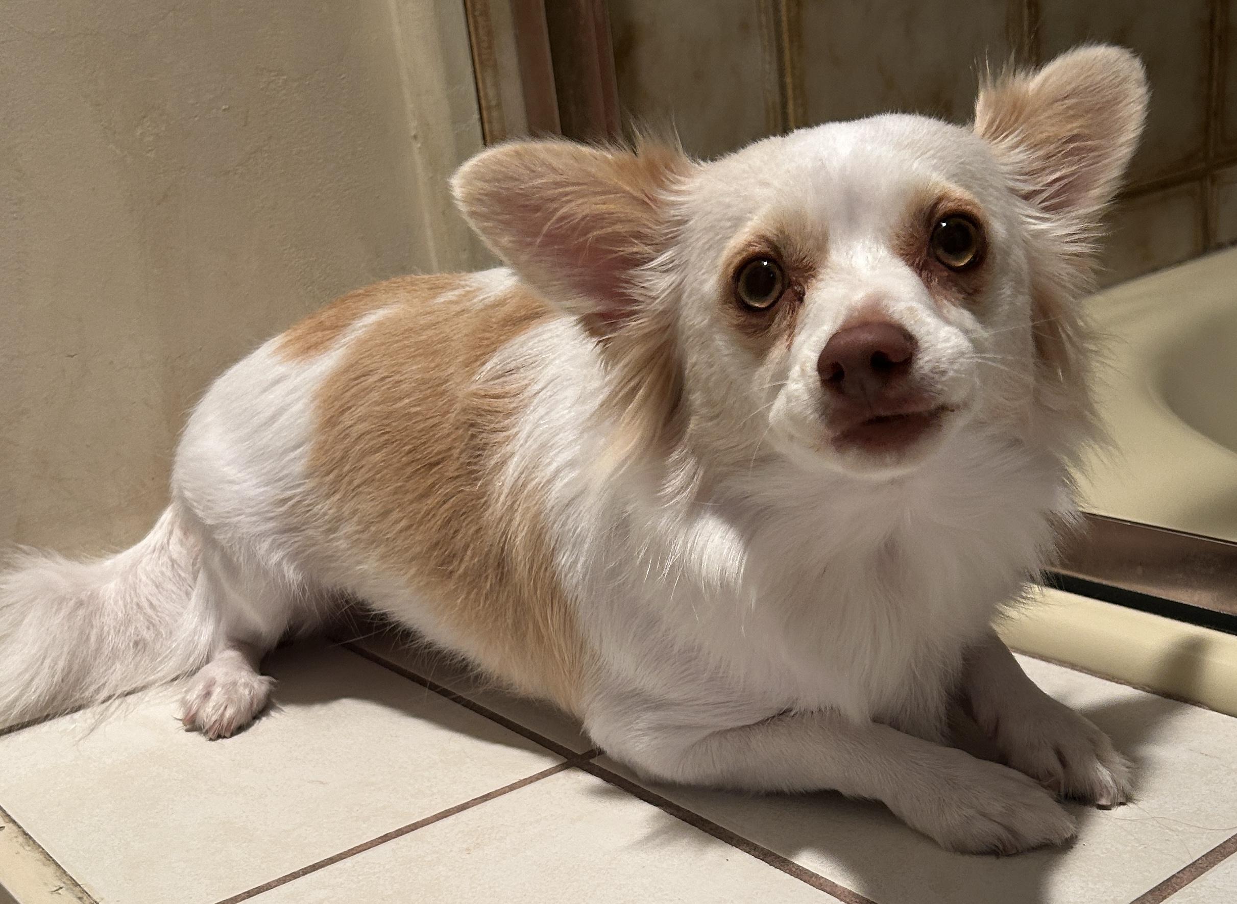 PIPPA, a ADOPTABLE mixed breed in El Cajon, CA image 4/6