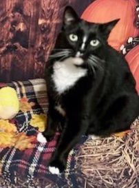 Jake, a Adoptable Domestic Short Hair in West Pittston, PA image 1/2