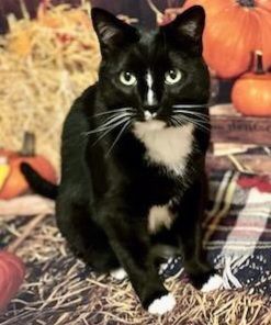 Jake, a Adoptable Domestic Short Hair in West Pittston, PA image 2/2