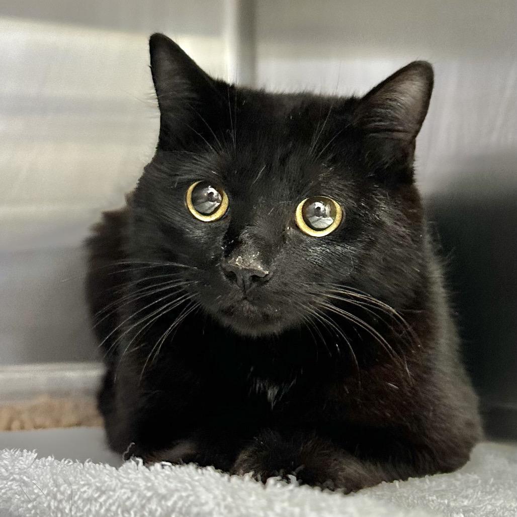 Enlarge Soot, a Adoptable Domestic Short Hair in Santa Barbara, CA image 1/3