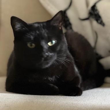 Enlarge Soot, a Adoptable Domestic Short Hair in Santa Barbara, CA image 2/3