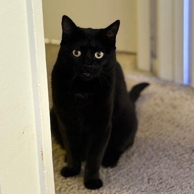 Enlarge Soot, a Adoptable Domestic Short Hair in Santa Barbara, CA image 3/3