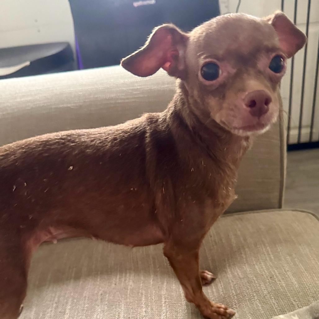Enlarge Cumin Seasoning, a Adoptable Chihuahua in Chester Springs, PA image 3/3