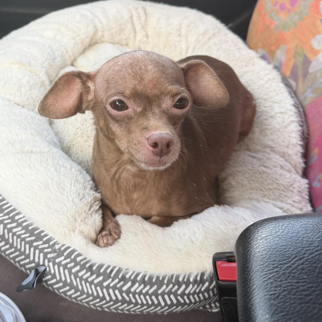 Enlarge Cumin Seasoning, a Adoptable Chihuahua in Chester Springs, PA image 2/3