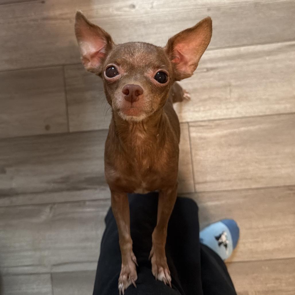 Cumin Seasoning, Adoptable, Adult Female Chihuahua.