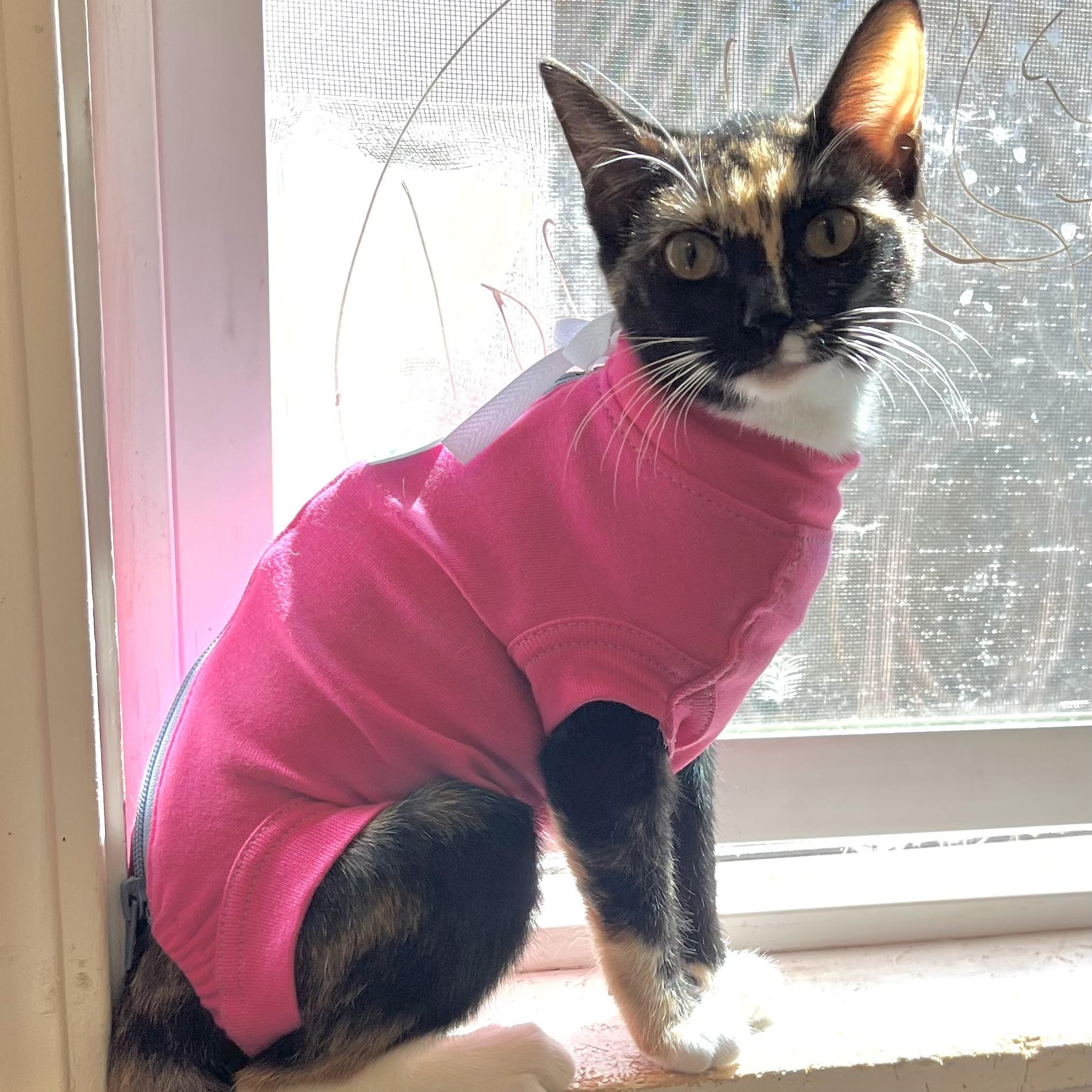 Enlarge Trudy [courtesy post], a Adoptable mixed breed in Benicia, CA image 2/6
