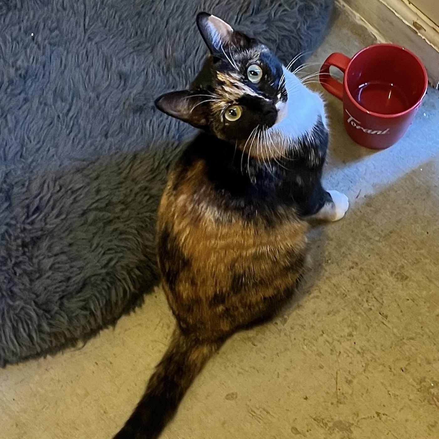 Enlarge Trudy [courtesy post], a Adoptable mixed breed in Benicia, CA image 4/6
