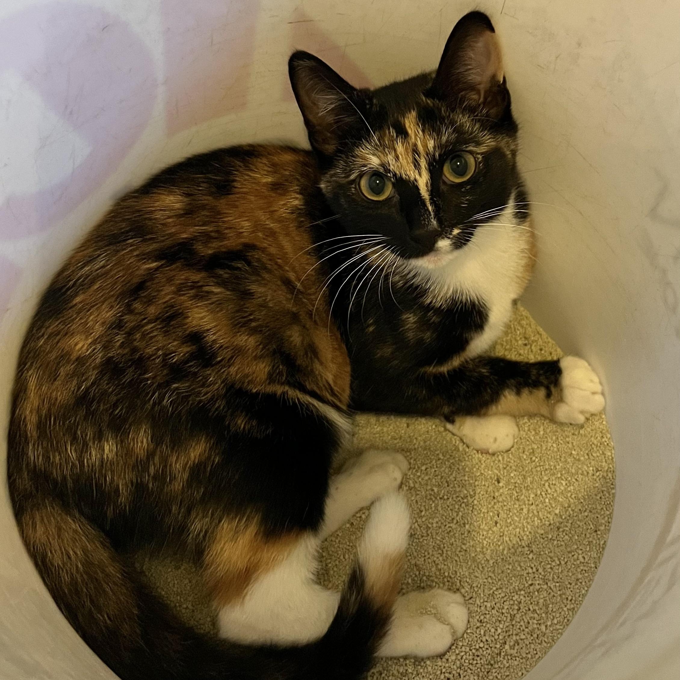 Enlarge Trudy [courtesy post], a Adoptable mixed breed in Benicia, CA image 5/6