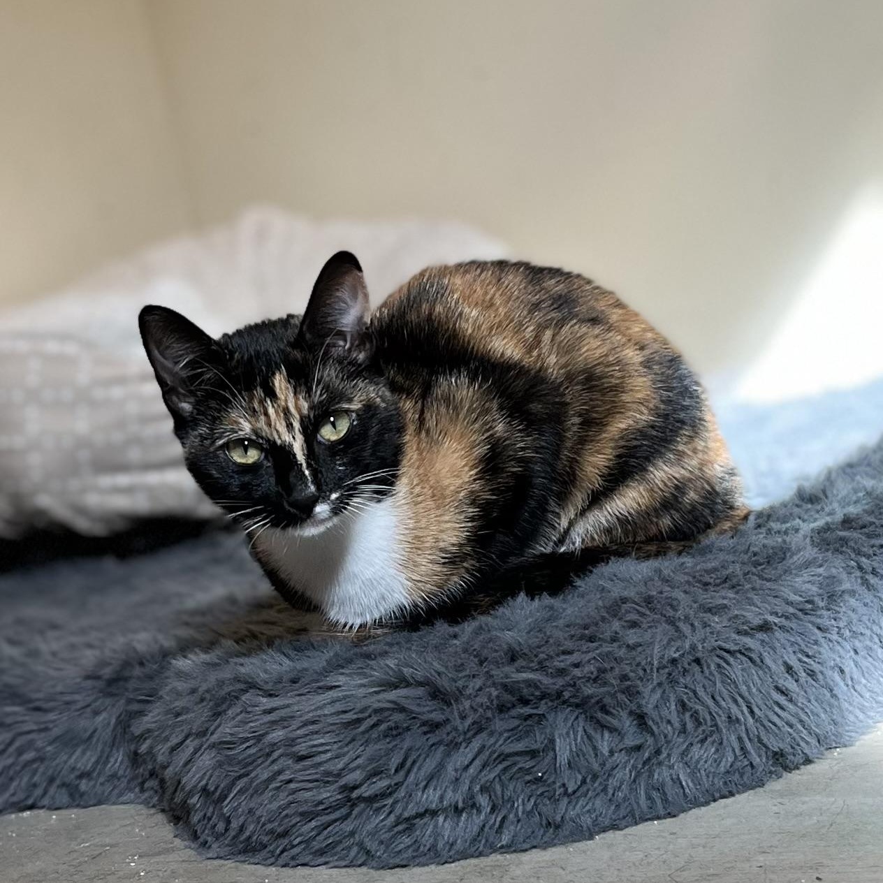 Enlarge Trudy [courtesy post], a Adoptable mixed breed in Benicia, CA image 6/6