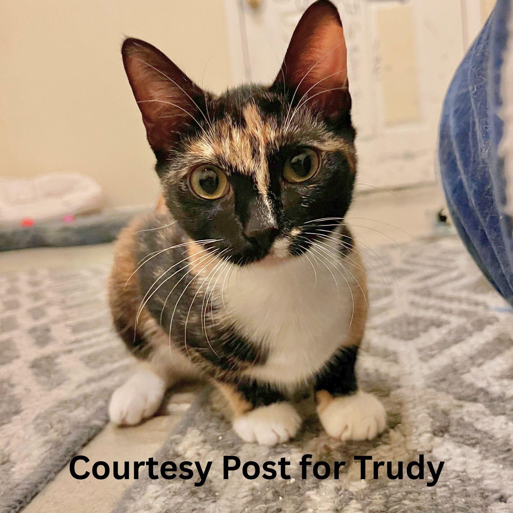 Trudy [courtesy post], Adoptable, Young Female Tortoiseshell.