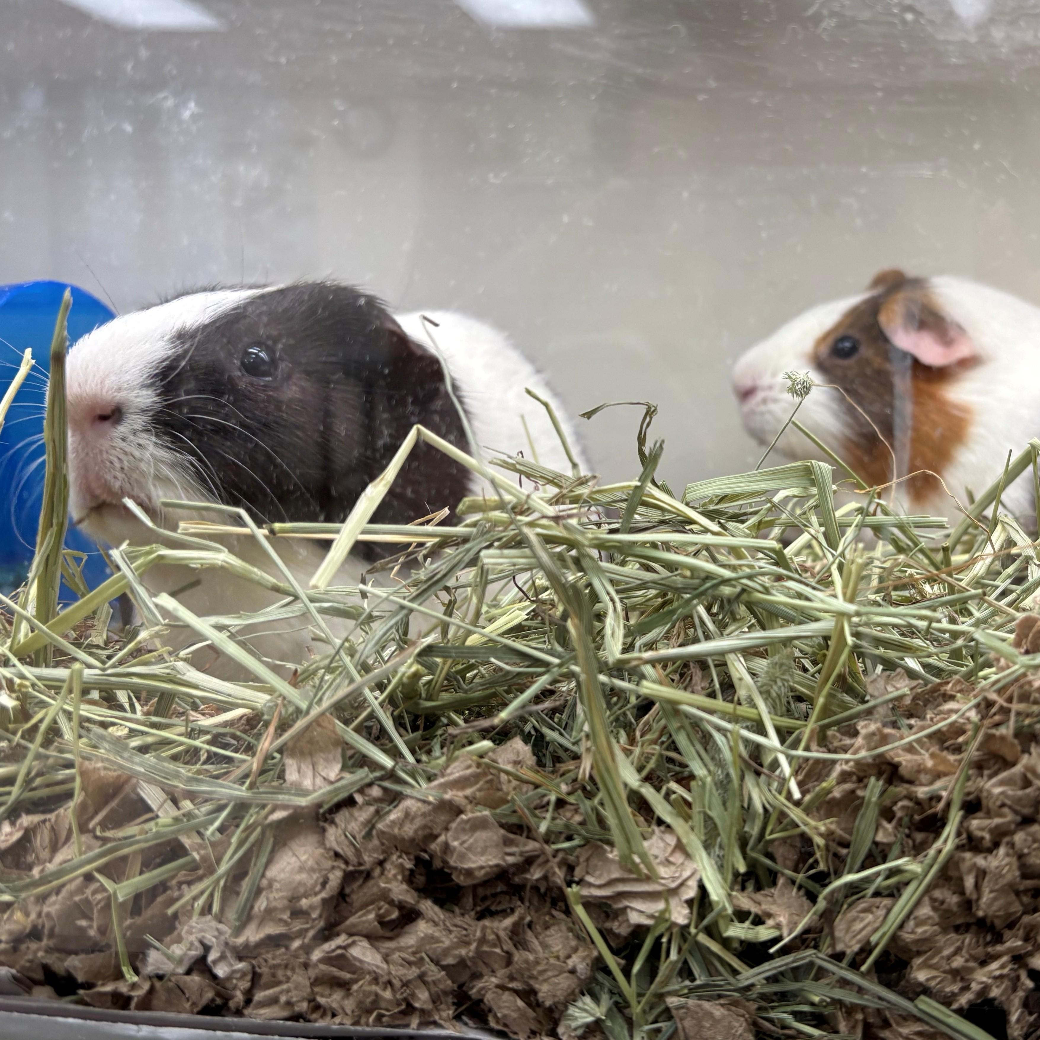 Peanut & Oreo- #49815 & #49816, Adoptable, Adult Male Guinea Pig.