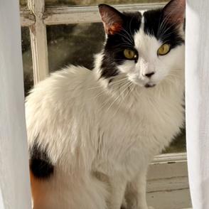 Missy Elliot 2025, Adoptable, Adult Female Domestic Medium Hair.