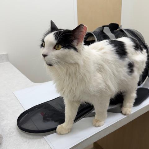 Enlarge Missy Elliot 2025, a Adoptable Domestic Medium Hair in Bensalem, PA image 2/2