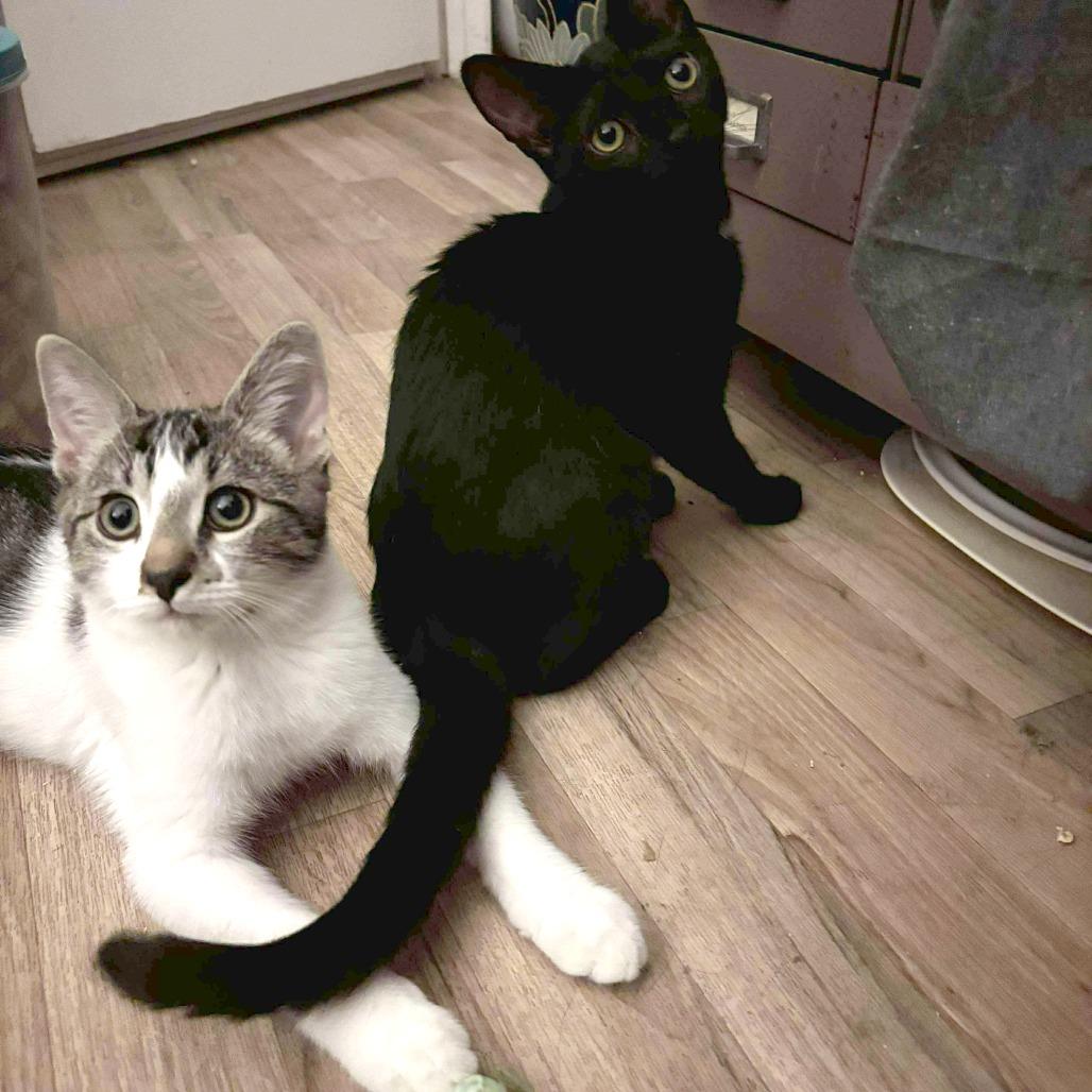 Joey, Adoptable, Young Male Domestic Short Hair.