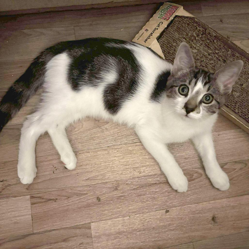 Enlarge Joey, a Adoptable Domestic Short Hair in Garden Grove, CA image 2/2