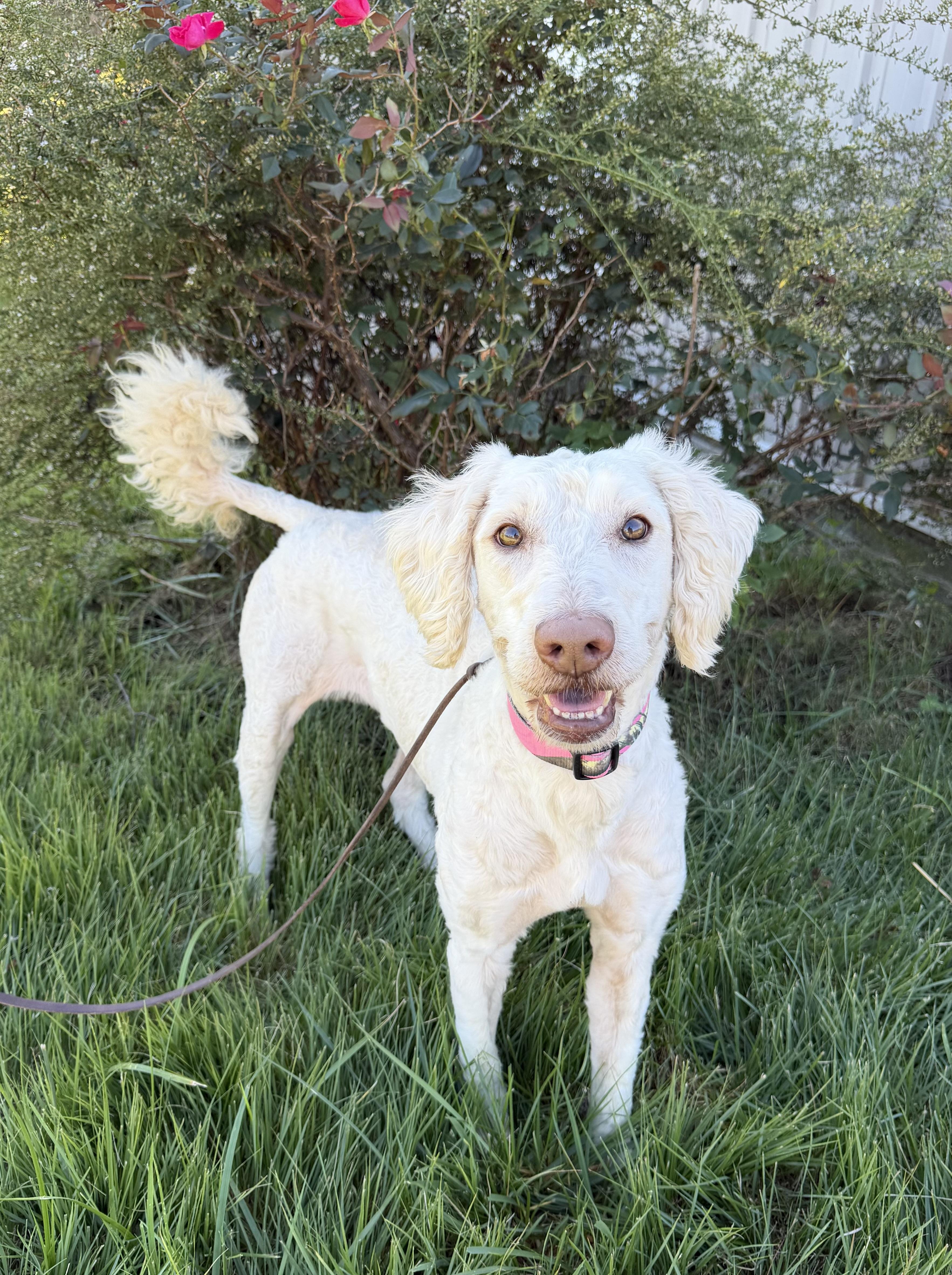 Enlarge Dixie, a Adoptable Goldendoodle in High Ridge, MO image 3/4