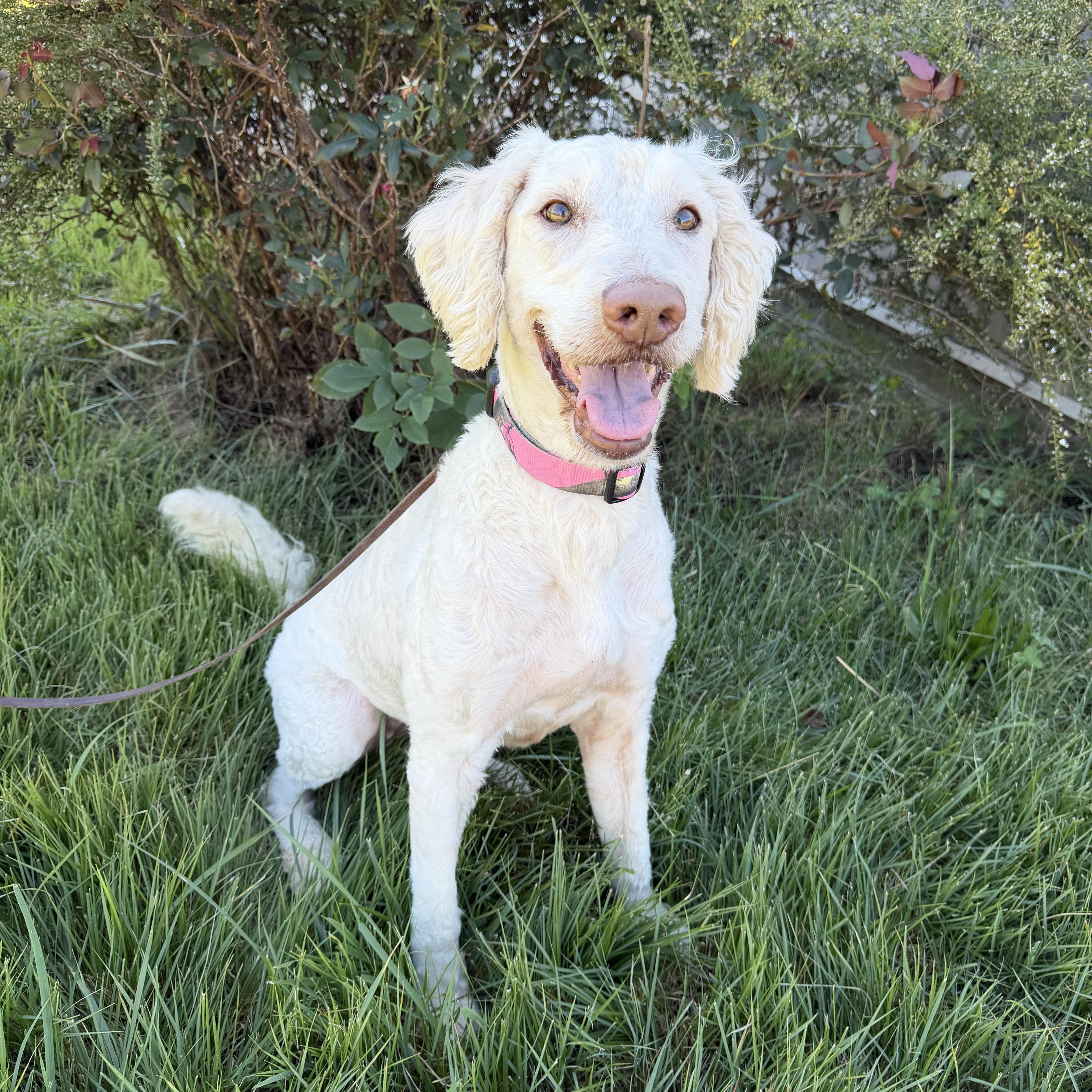 Enlarge Dixie, a Adoptable Goldendoodle in High Ridge, MO image 4/4