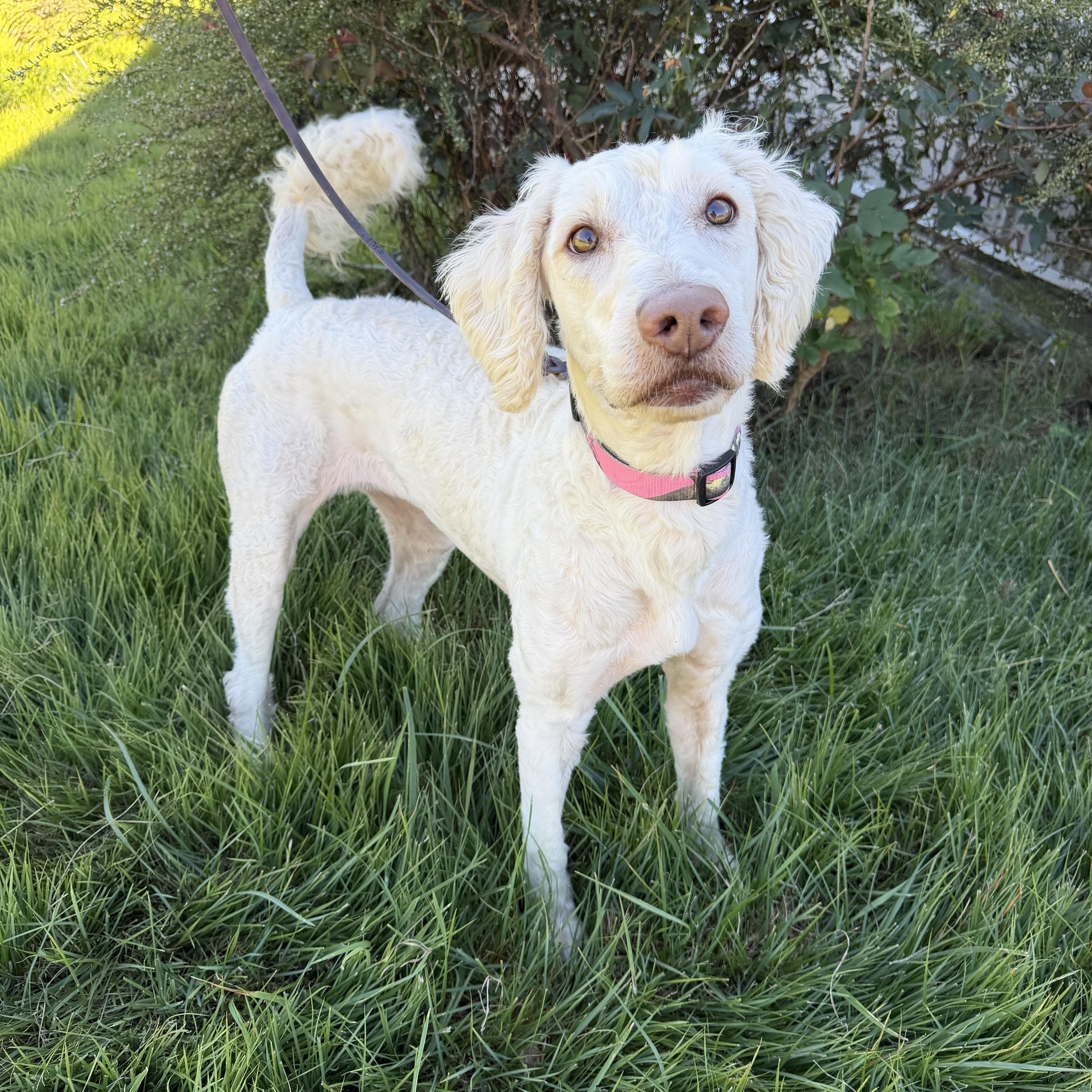 Enlarge Dixie, a Adoptable Goldendoodle in High Ridge, MO image 2/4